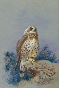 Karkeajalkainen hiirihaukka tekijältä Archibald Thorburn