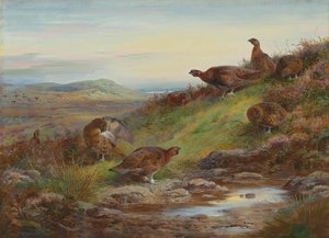 Lähteen varrella riekko tekijältä Archibald Thorburn