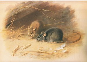 Alexandrine Rat and Black Rat, julkaisusta Thorburns Mammals, julkaisija Longmans and Co, c. 1920 tekijältä Archibald Thorburn