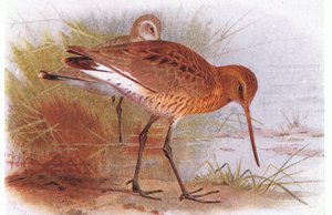 Black Tailed Godwit, teoksesta Birds of the British Isles and Their Eggs, julkaissut Frederick Warne & Co Ltd, 1958.