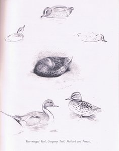 Sinisiipinen sinivihreä, garganey, sinivihreä, sinisorsa ja pintail, 1938 tekijältä Archibald Thorburn