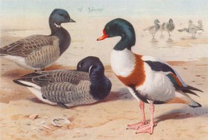 Merihanhi, räyskä (värilitografia) tekijältä Archibald Thorburn