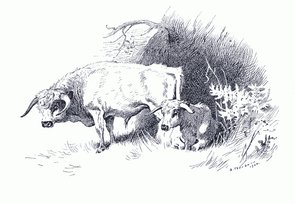Nauta, Longmans and Co:n julkaisemasta Thorburn