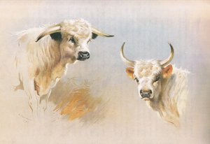 Chartley Bull ja Chillingham Bull, Thorburn