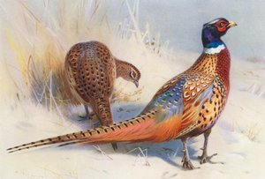 Kiinalainen rengaskaulafasaani (uros ja naaras) (värilitografia) tekijältä Archibald Thorburn