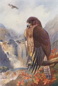 Tukkasotka (värilitografia) tekijältä Archibald Thorburn