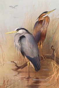 Harmaahaikara, Purppurahaikara (värilitografia) tekijältä Archibald Thorburn