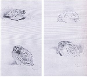 Common Partridge and Quail, pubi. kirjoittanut Book Club Associates tekijältä Archibald Thorburn