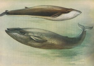 Common Rorqual, Sibbalds Rorqual tai Blue Whale, Longmans and Co:n julkaisemasta Thorburns Mammalsista, c. 1920 tekijältä Archibald Thorburn