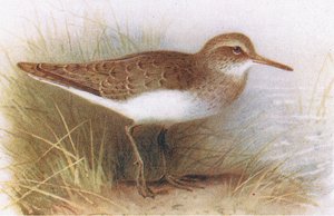 Common Sandpiper, teoksesta Birds of the British Isles and Their Eggs, julkaissut Frederick Warne & Co Ltd, 1958.