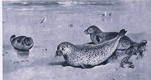 Common Seal, Nature in Britain julkaisija Collins tekijältä Archibald Thorburn