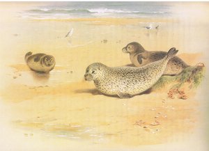 Common Seal, julkaisusta Thorburns Mammals, julkaisija Longmans and Co, c. 1920 tekijältä Archibald Thorburn