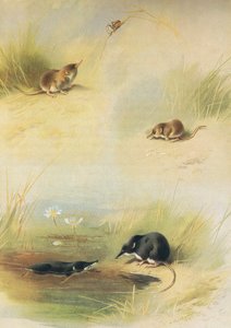 Common Shrew, Lesser Shrew & Water Shrew, Longmans and Co:n julkaisemasta Thorburns Mammalsista, c. 1920