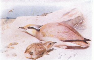 Cream Coloured Courser, teoksesta Birds of the British Isles and Their Eggs, julkaissut Frederick Warne & Co Ltd, 1958