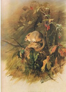 Dormouse, julkaisusta Thorburns Mammals, julkaisija Longmans and Co, c. 1920 tekijältä Archibald Thorburn