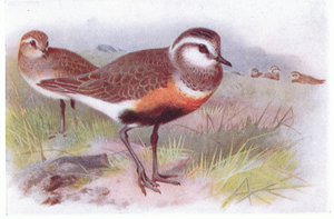 Dotterell, teoksesta Birds of the British Isles and Their Eggs, jonka on julkaissut Frederick Warne & Co Ltd, 1958.