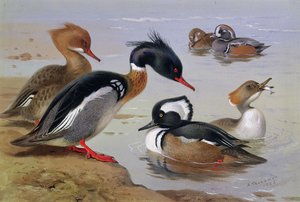 Ankat järven rannalla tekijältä Archibald Thorburn