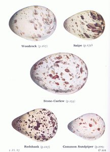 Munat: metsäkukko, räkättirastas, kivitasku, punasotka, hietasotka, lähteestä Birds of the British Isles and Their Eggs, Frederick Warne & Co Ltd, 1958. tekijältä Archibald Thorburn