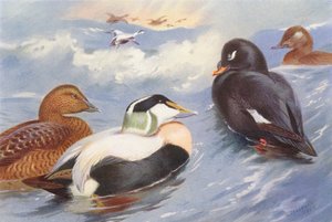 Haahka (uros ja naaras), samettihaikara (uros ja naaras) (värilitografia) tekijältä Archibald Thorburn