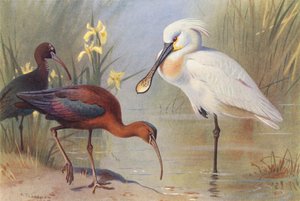 Kiiltoibis (aikuinen ja sukukypsä), Lusikkasuu (värilitho). tekijältä Archibald Thorburn