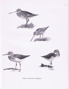 Godwits ja Green Sandpipers, 1938 tekijältä Archibald Thorburn