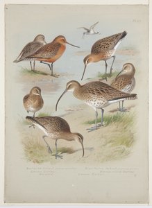Godwits ja curlews, n. 1915 (akvarelli ja vartaloväri kynällä aluksella) tekijältä Archibald Thorburn