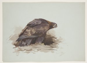Kultakotka, n. 1915 (akvarelli ja vartaloväri kynällä paperille) tekijältä Archibald Thorburn