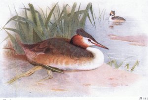 Harjavihku tekijältä Archibald Thorburn