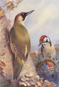 Vihersiruetana, kirjosiruetana (immature) (värilitografia) tekijältä Archibald Thorburn