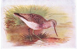 Greenshank, teoksesta Birds of the British Isles and Their Eggs, julkaissut Frederick Warne & Co Ltd, 1958. tekijältä Archibald Thorburn