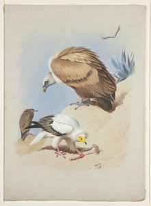 Griffin korppikotka ja egyptiläinen korppikotka, n. 1915 (akvarelli ja vartaloväri kynällä paperille) tekijältä Archibald Thorburn