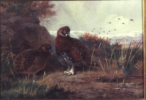 Teeri talvimaisemassa tekijältä Archibald Thorburn
