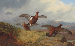 Teeri lennossa tekijältä Archibald Thorburn
