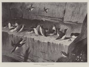 Guillemots ja Puffins Handan saarella