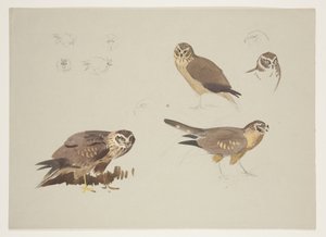 Harrier and ruff, n. 1915 (akvarelli ja vartaloväri kynällä paperille) tekijältä Archibald Thorburn