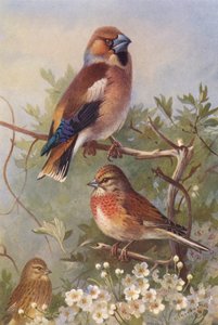 Haapana, hömötiainen (uros ja naaras) (värilitografia) tekijältä Archibald Thorburn