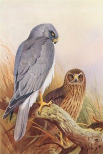 Hen-Harrier (värilitro) tekijältä Archibald Thorburn