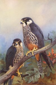 Hobby (mies ja nainen) (värilitra) tekijältä Archibald Thorburn