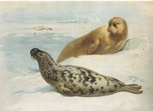 Hooded Seal and Bearded Seal, julkaisusta Thorburns Mammals, julkaisija Longmans and Co, c. 1920 tekijältä Archibald Thorburn