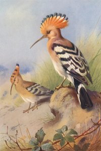 Korppikotka (värilitografia) tekijältä Archibald Thorburn