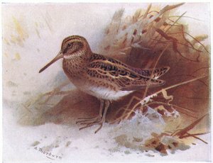 Jack Snipe, teoksesta Birds of the British Isles and Their Eggs, julkaissut Frederick Warne & Co Ltd, 1958.