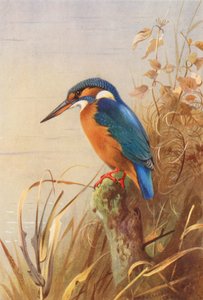 Jääskeläinen (värilitografia) tekijältä Archibald Thorburn