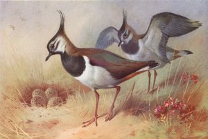 Kylkirastas (koiras ja naaras) (värilitro) tekijältä Archibald Thorburn