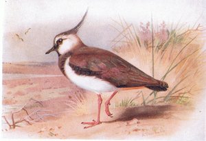 Lapwing, teoksesta Birds of the British Isles and Their Eggs, jonka on julkaissut Frederick Warne & Co Ltd, 1958.
