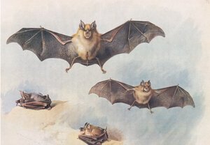 Lesser Horseshoe Bat ja Greater Horseshoe Bat, Longmans and Co:n julkaisemasta Thorburns Mammalsista, c. 1920 tekijältä Archibald Thorburn