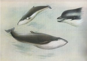 Lesser Rorqual ja Rudolphs Rorqual, Longmans and Co:n julkaisemasta Thorburns Mammalsista, c. 1920 tekijältä Archibald Thorburn