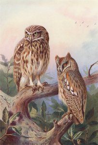 Pikkupöllö, lapinpöllö (värilitografia) tekijältä Archibald Thorburn