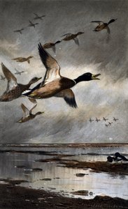 Sinisorsat lennossa tekijältä Archibald Thorburn