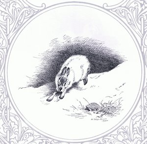 Mountain Hare, pubi. kirjoittanut Book Club Associates tekijältä Archibald Thorburn
