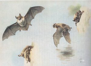 Natterers Bat ja Daubentons Bat, Thorburns Mammalsista, julkaisija Longmans and Co, c. 1920 tekijältä Archibald Thorburn